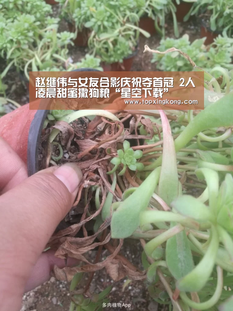 赵继伟与女友合影庆祝夺首冠 2人凌晨甜蜜撒狗粮“星空下载”(图2) 星空电竞
