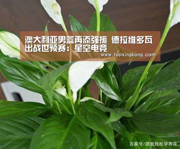 澳大利亚男篮再添强援 德拉维多瓦出战世预赛:星空电竞(图1) 星空电竞